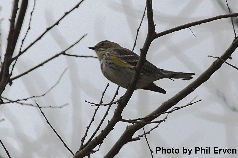 Yellow-rumped Warbler.JPG